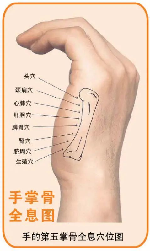 Comprehensive Guide to Holographic Diagnosis in Traditional Chinese Medicine
