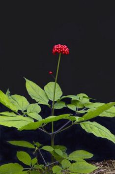 Understanding a Chinese Herb Each Week: Ginseng