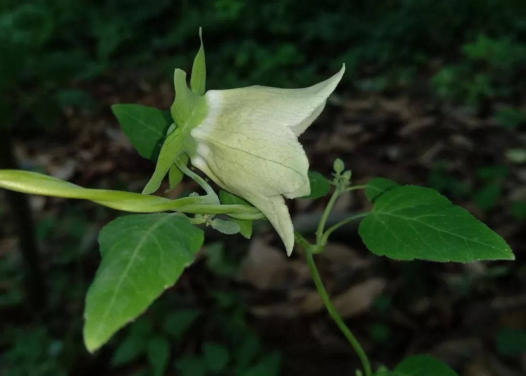 Codonopsis pilosula: A Comprehensive Overview of Its Benefits and Uses