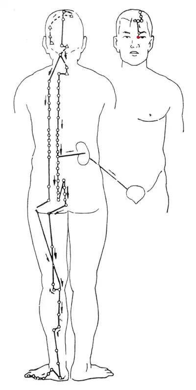 Diagram of the Twelve Meridians (Latest)