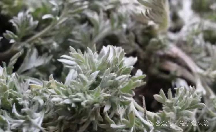 The Benefits of Eating Artemisia Annua in Spring: Clearing Heat, Detoxifying, and Nourishing the Liver