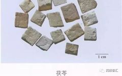 Fuling (Poria) - A Comprehensive Overview