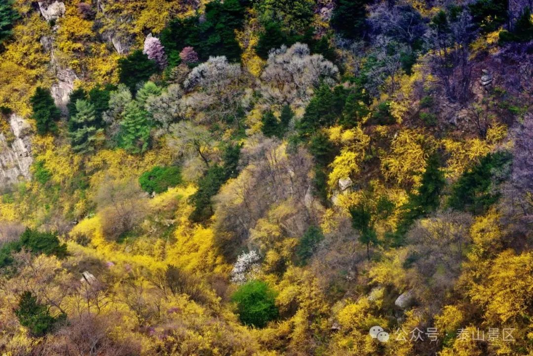 The Golden Blossoms of Forsythia: A Springtime Delight
