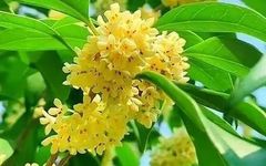 30 Effective Dietary Therapy Recipes in Traditional Chinese Medicine