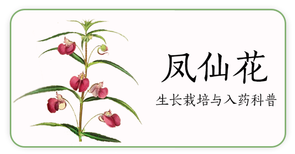 Angelica Sinensis | The Sacred Herb of Blood Restoration