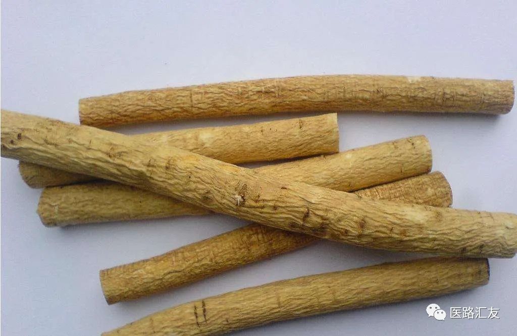 Daily Herb: Astragalus (Huang Qi)