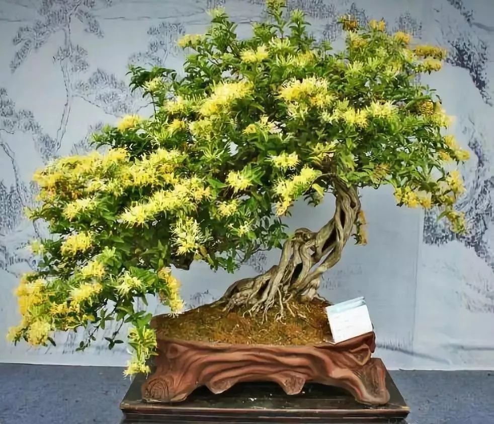 Introduction to the Propagation Methods and Daily Management of Honeysuckle