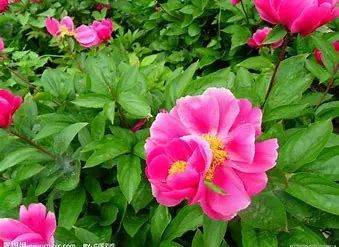 Bai Shao (White Peony) - A Comprehensive Overview