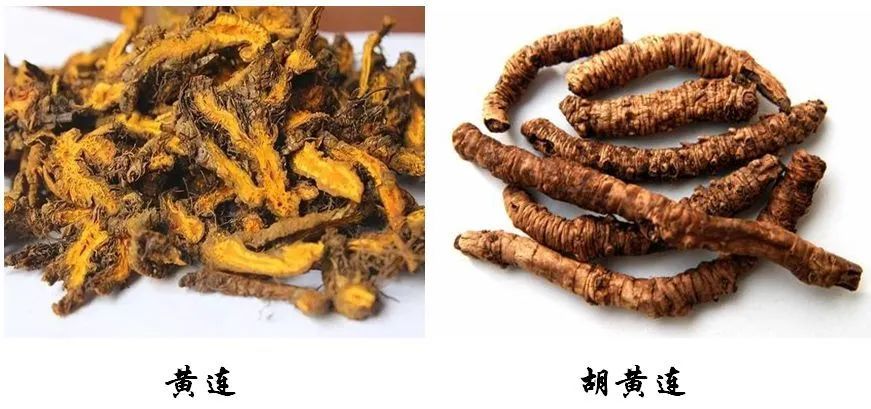 Differences Between Hu Huang Lian and Huang Lian