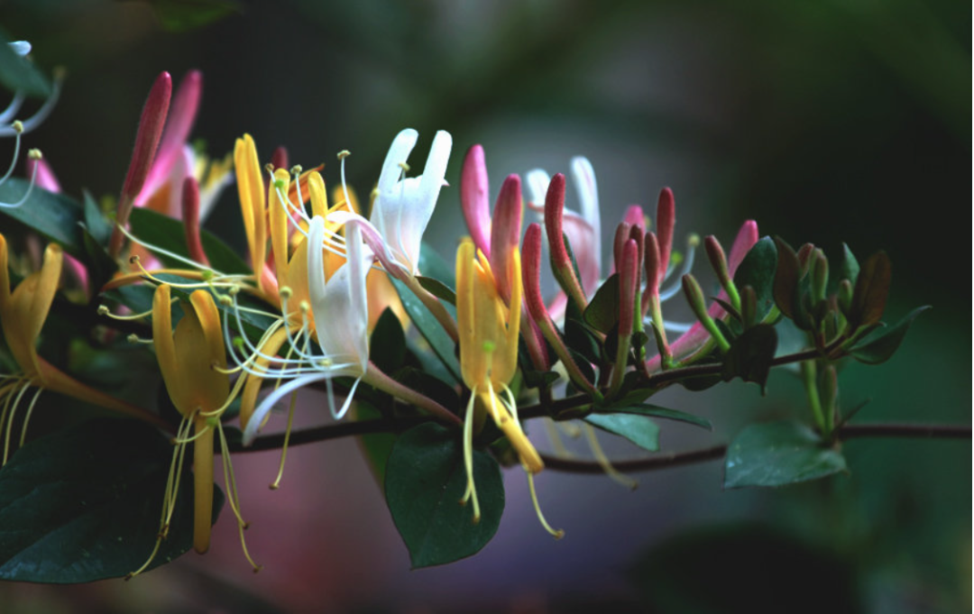 Daily Herb Study: Jin Yin Hua (Honeysuckle Flower)