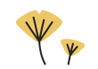 The Efficacy and Cultivation Techniques of Atractylodes