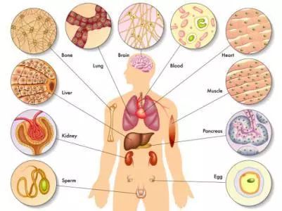 Introduction to the Functions of the Six Fu Organs