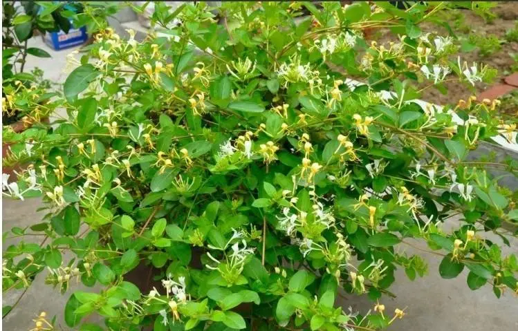 The Efficacy and Functions of Honeysuckle (Jin Yin Hua)
