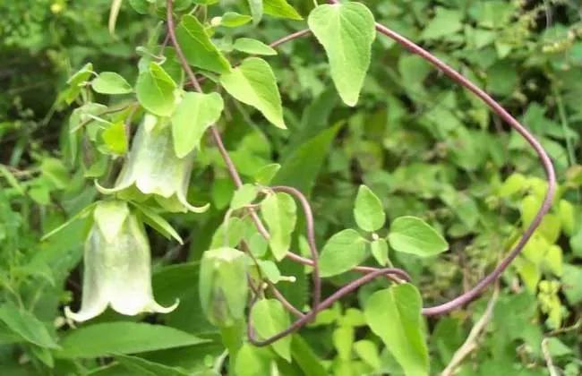 Knowledge of Ginseng Part Seven - The Effects and Usage of Codonopsis