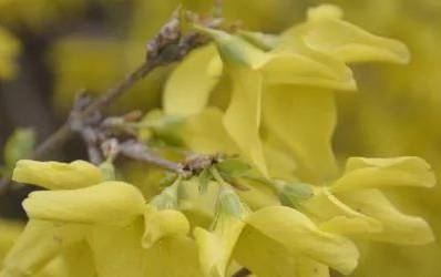 What is Lian Qiao and What are its Effects and Functions?