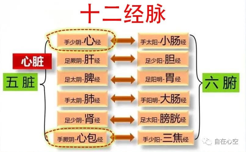 The Relationship Between the Five Organs, Six Bowels, and Twelve Meridians