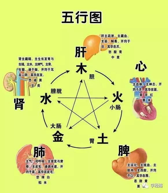 Preventing Liver and Spleen Diseases: TCM Teaches You the Interactions of the Five Elements and Organs