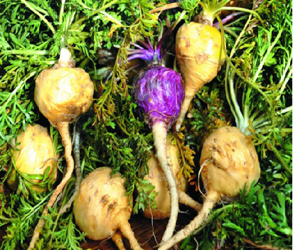 Understanding a Chinese Herbal Medicine Each Day: Ginseng