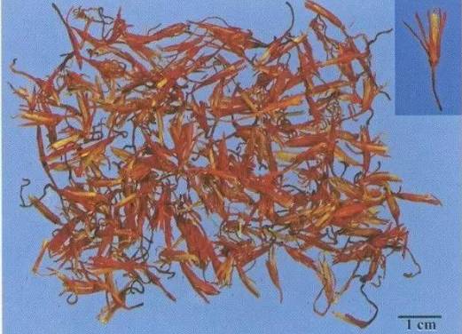 Traditional Chinese Medicine Insights: Blood Activating and Pain Relieving Properties of Safflower