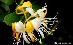 Traditional Chinese Medicine Herb: Honeysuckle