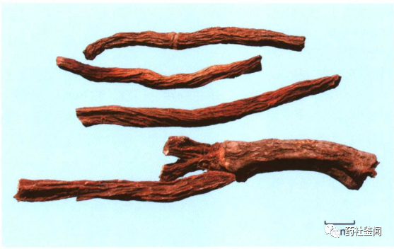 Traditional Chinese Medicine Herb - Danshen (Salvia miltiorrhiza)