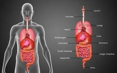 A Detailed Explanation of the Interrelationships of the Five Organs and Six Bowels in Traditional Chinese Medicine