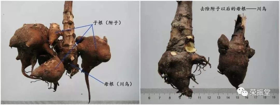 A Detailed Discussion on Chinese Herbal Medicine | Fu Zi (Aconite)