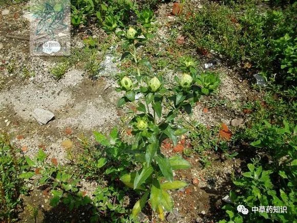 Traditional Chinese Medicine Herb: Safflower (Honghua)