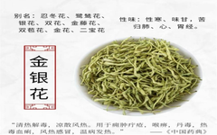 Health Science Popularization | An Overview of Honeysuckle in Traditional Chinese Medicine