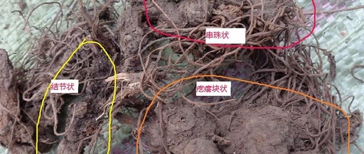 Distinguishing Between Mao Cang Zhu, Bei Cang Zhu, and Guan Cang Zhu