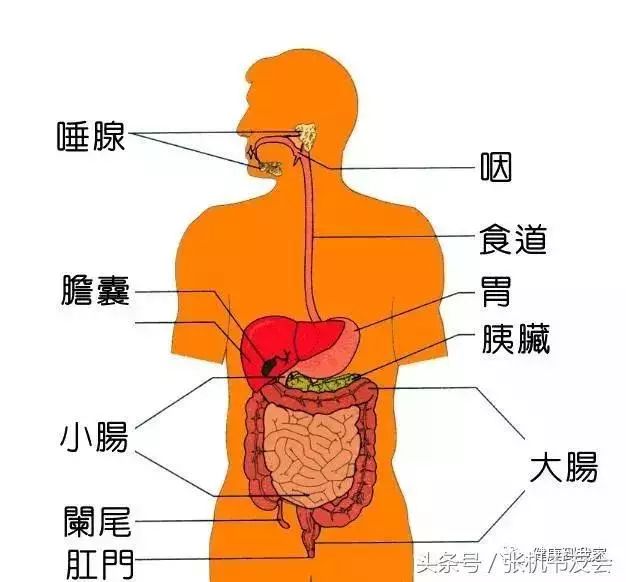 Understanding Traditional Chinese Medicine: The Five Organs and Six Bowels Explained! (Including Eight Major Systems)