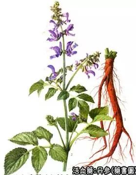 Traditional Chinese Medicine Herb: Dan Shen (Salvia miltiorrhiza)
