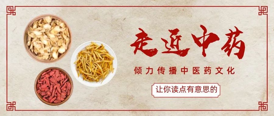 Job's Tears: A Small Seed with Great Benefits for Spleen Health, Dampness Relief, and Heat Clearance