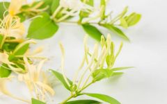 Distinguishing Between Jin Yin Hua and Shan Yin Hua in Traditional Chinese Medicine