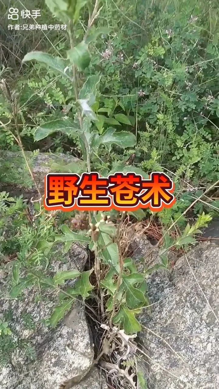 Bai Zhu (Atractylodes) - Historical and Modern Applications in TCM for Various Conditions