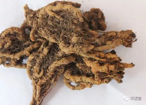 A Detailed Discussion on Huang Lian (Coptis chinensis)