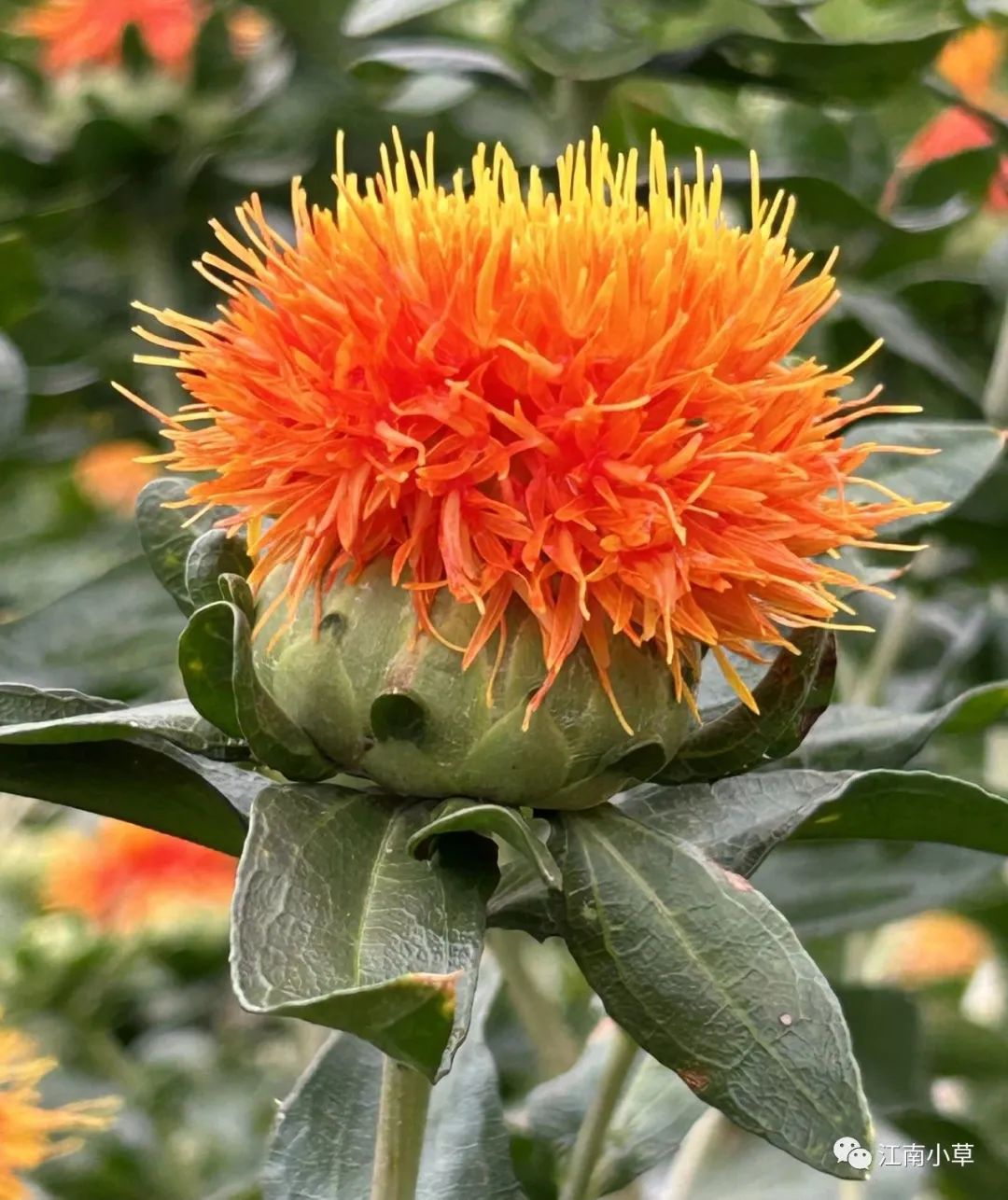 Analysis of Honghua (Safflower) in Traditional Chinese Medicine