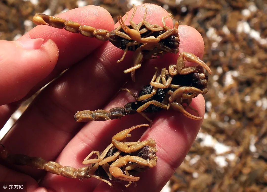 8 Recommended Chinese Herbs for Activating Blood Circulation and Resolving Stasis