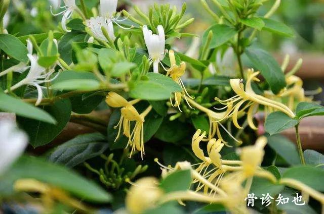 Daily Learning of Chinese Herbs - Honeysuckle