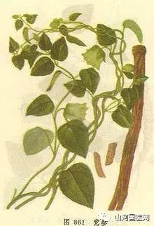 Codonopsis (Dang Shen): A Comprehensive Overview