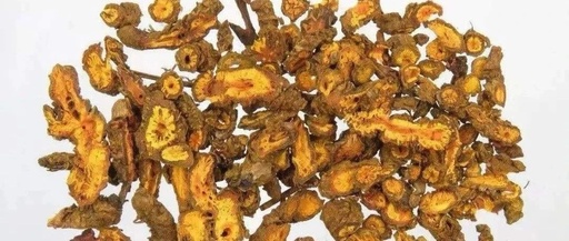Understanding the Bitter Medicine: Huang Lian (Coptis chinensis)