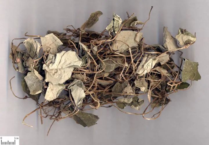 The Most Effective Herbs for Lowering Uric Acid, All Affordable