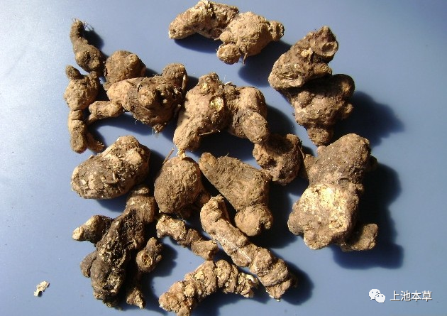 Understanding Cang Zhu (Atractylodes) in Traditional Chinese Medicine