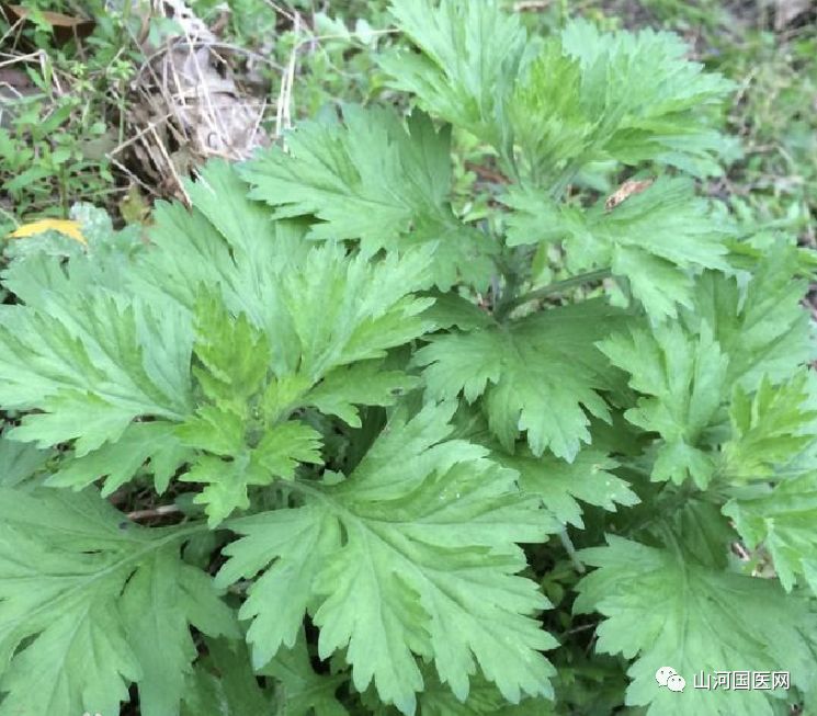 Bencao Gangmu: Mugwort (Ai Cao)