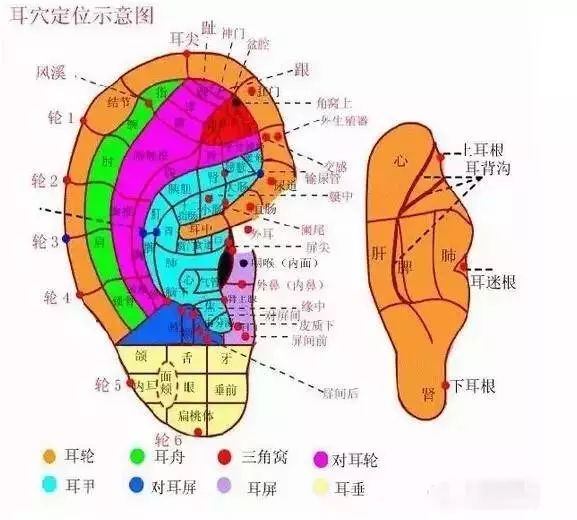 Moxibustion on This Specific Area Equates to Nourishing the Entire Body's Meridians! It's Not Too Late to Start!