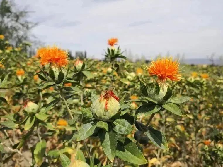 Learning Chinese Herbal Medicine: Herbal Dyeing (Part Two) - The Red Dye from Safflower
