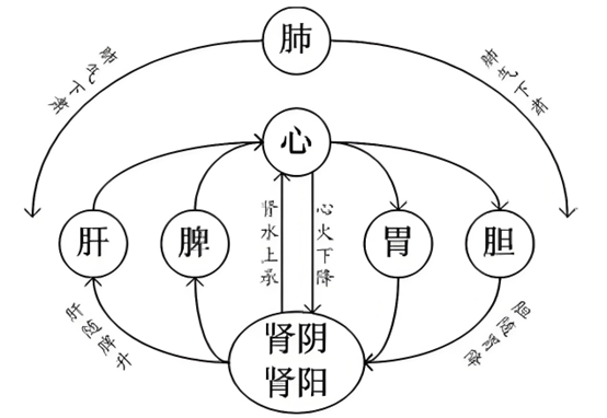 Understanding the Slippery Pulse in Traditional Chinese Medicine