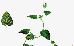 Weekly Chinese Herb: The Source of Medicine and Food