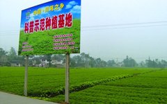 Understanding Chuanxiong: The 'Ibuprofen of Traditional Chinese Medicine'