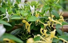 The Efficacy and Functions of Honeysuckle in Traditional Chinese Medicine